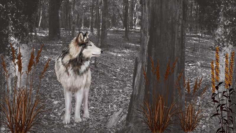 Wolf in Forest — Gray, Serene