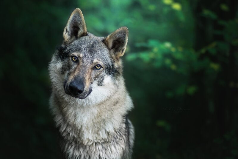Wolf in Forest — Gray, Serious, Photograph, Green Leaves