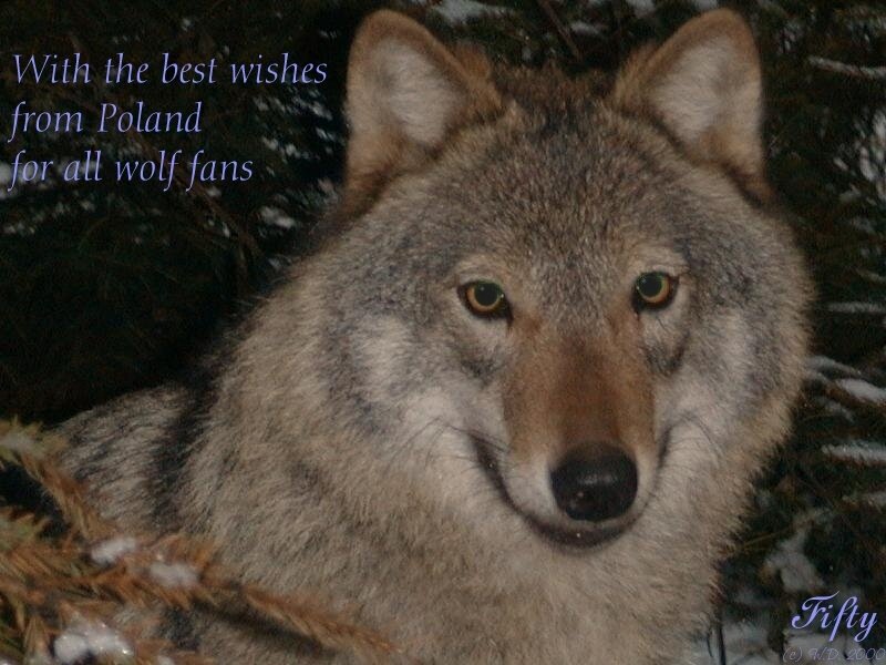 Wolf in Forest — Gray, Serious