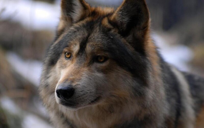 Wolf in Forest — Gray, Serious, Winter