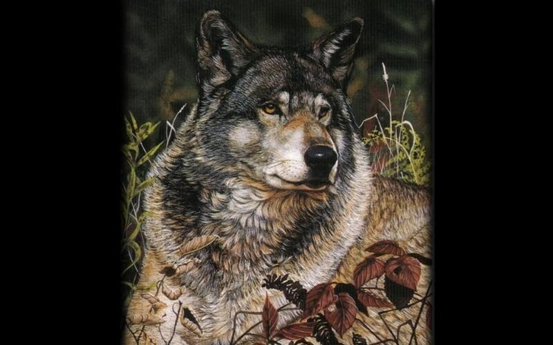Wolf in Forest — Gray