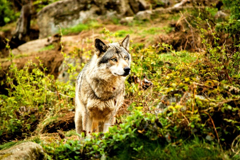 Wolf in Forest — Green, Alert, Afternoon