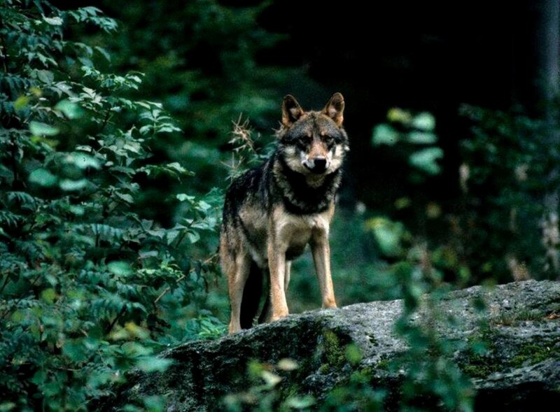Wolf in Forest — Green, Alert, Photograph