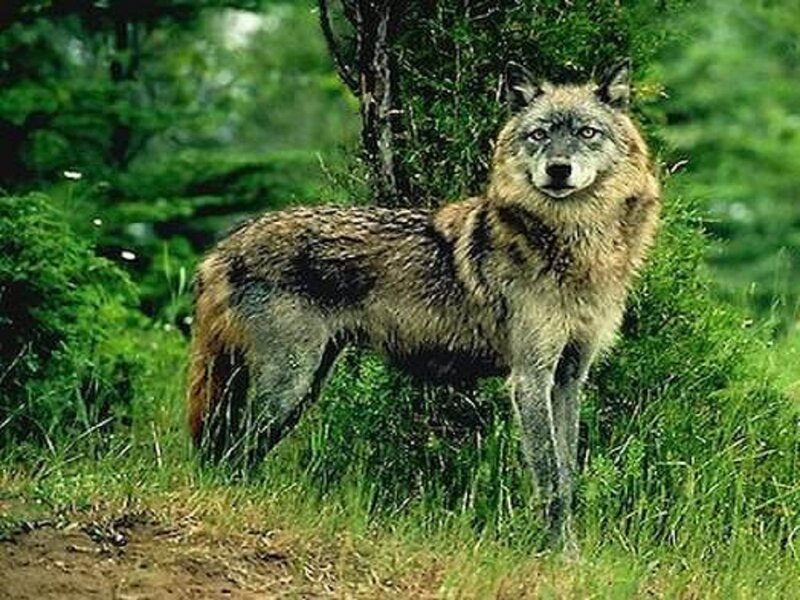 Wolf in Forest — Green, Alert