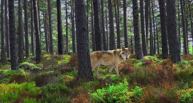 Wolf in Forest — Green, Natural, Afternoon, Photograph