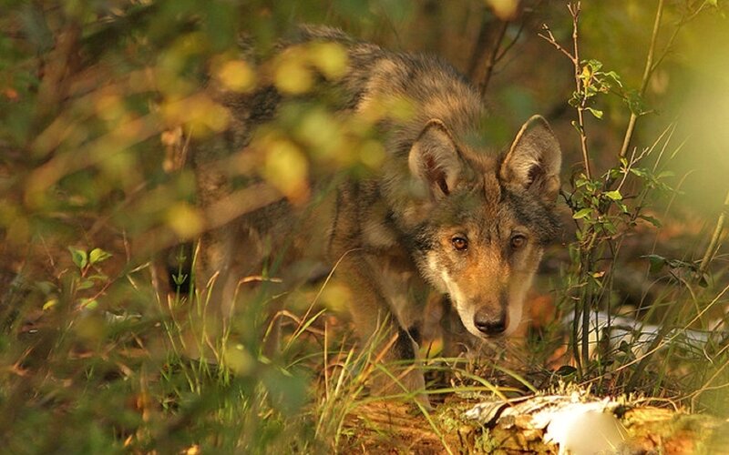 Wolf in Forest — Green, Natural, Afternoon, Photograph, Trees