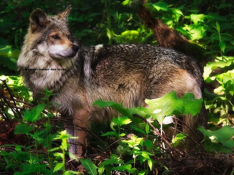 Wolf in Forest — Green, Natural, Afternoon