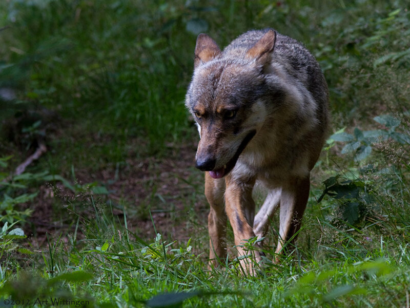 Wolf in Forest — Green, Natural, Night