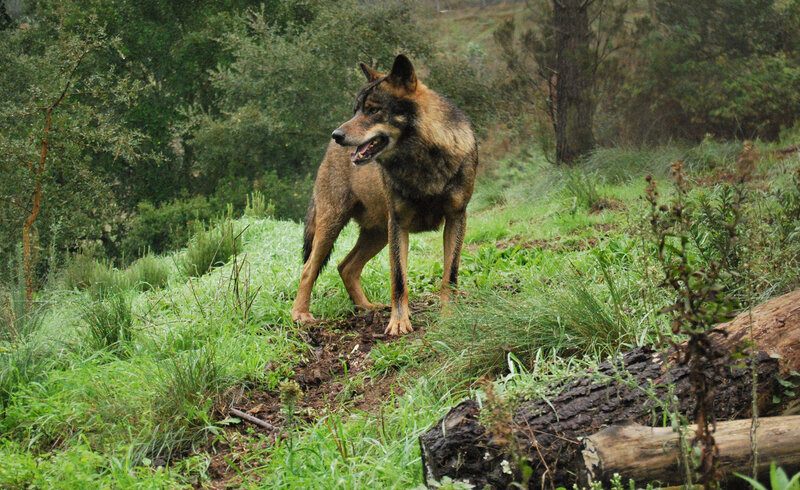 Wolf in Forest — Green, Natural, Photograph, Grass