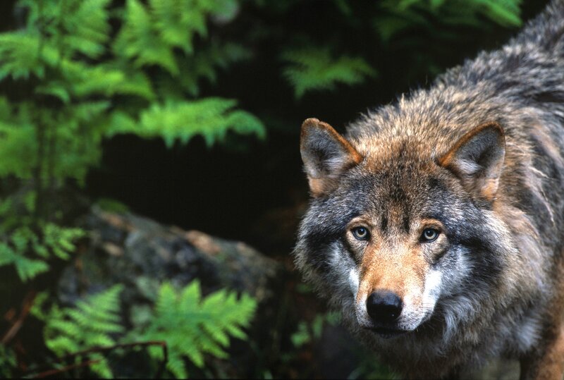 Wolf in Forest — Green, Natural, Photograph