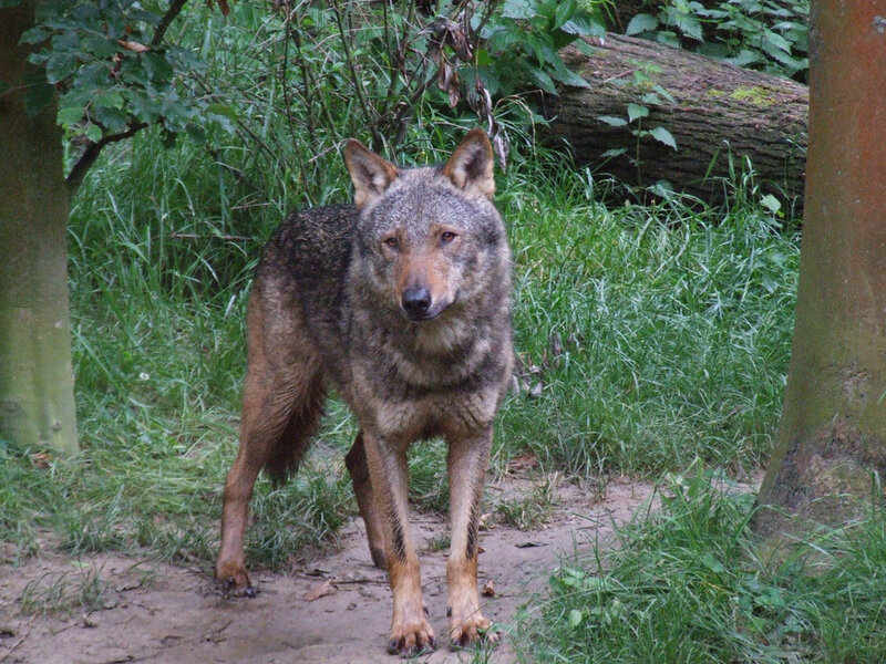 Wolf in Forest — Green, Natural