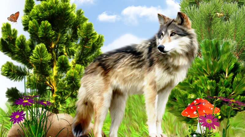 Wolf in Forest — Green, Serene, Afternoon