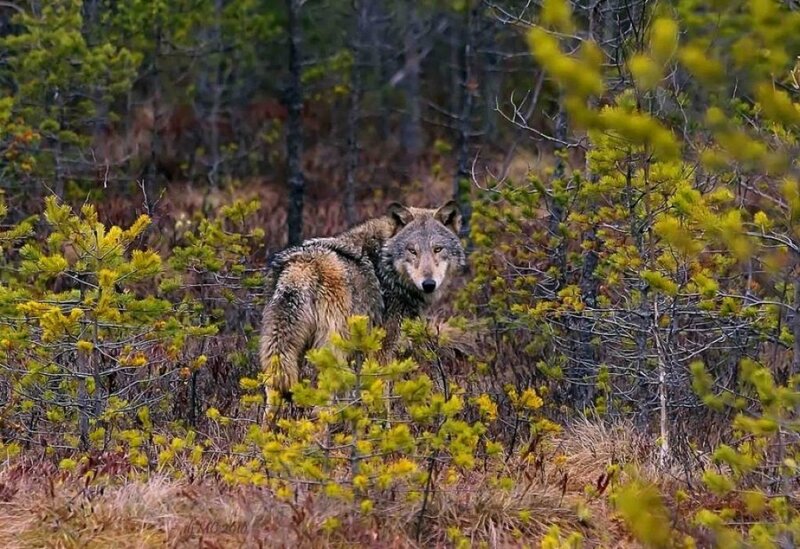 Wolf in Forest — Green