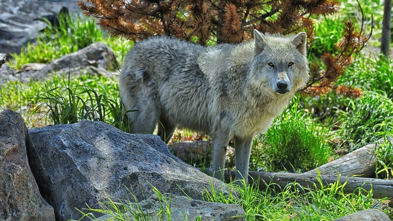 wolf in forest habitat