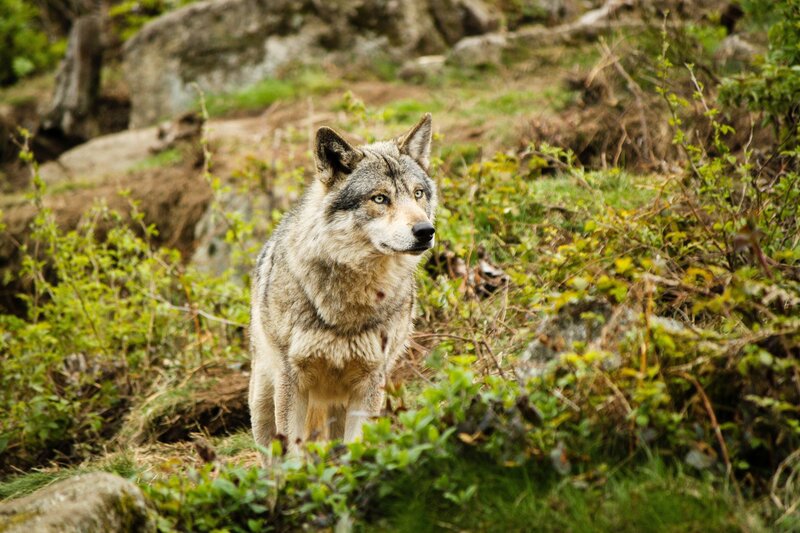 wolf in forest habitat