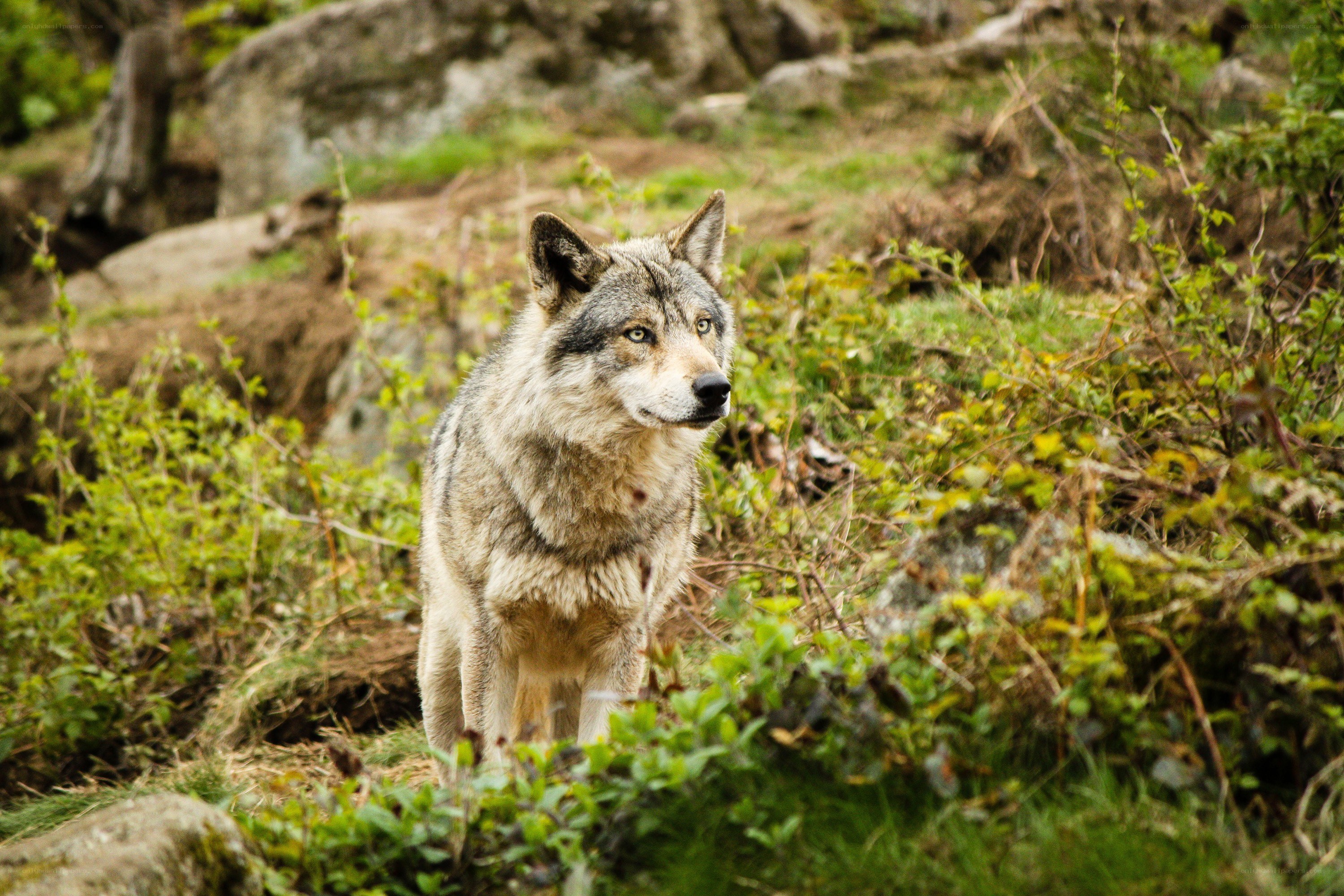 wolf in forest habitat