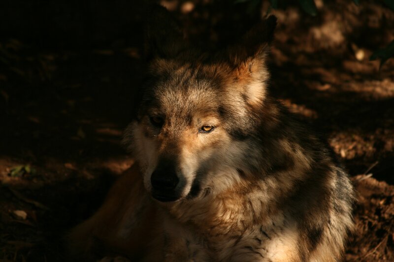 wolf in forest light