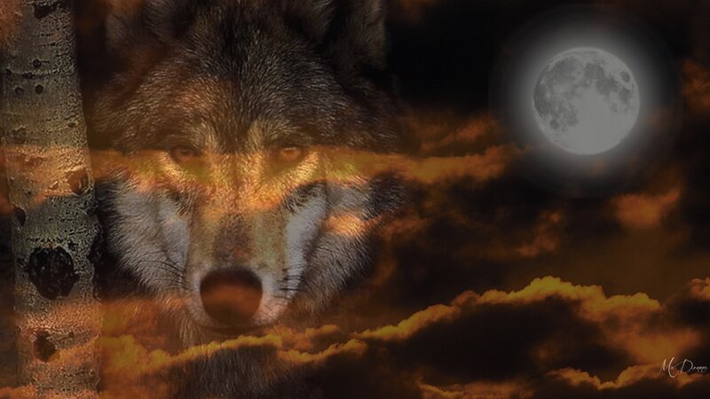 Wolf in Forest — Orange, Dramatic, Night