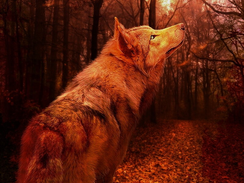 Wolf in Forest — Orange, Dramatic