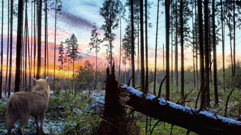 Wolf in Forest — Orange, Serene, Sunset, Photograph