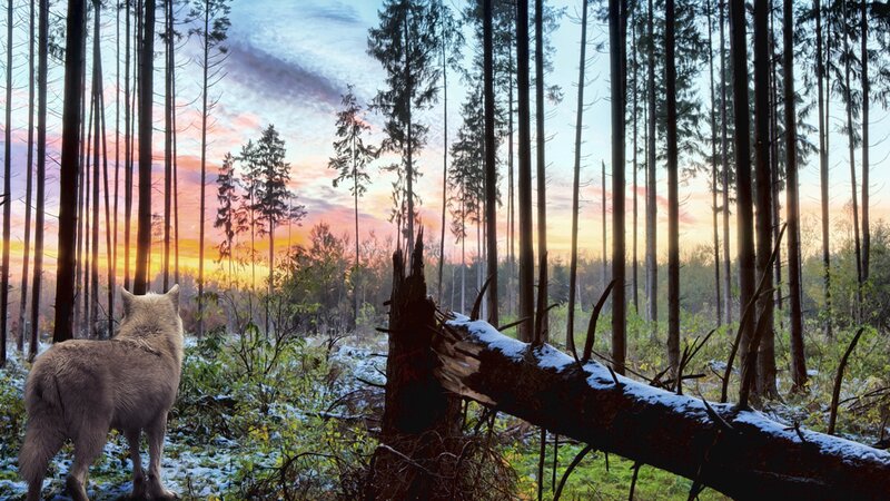 Wolf in Forest — Orange, Serene, Sunset