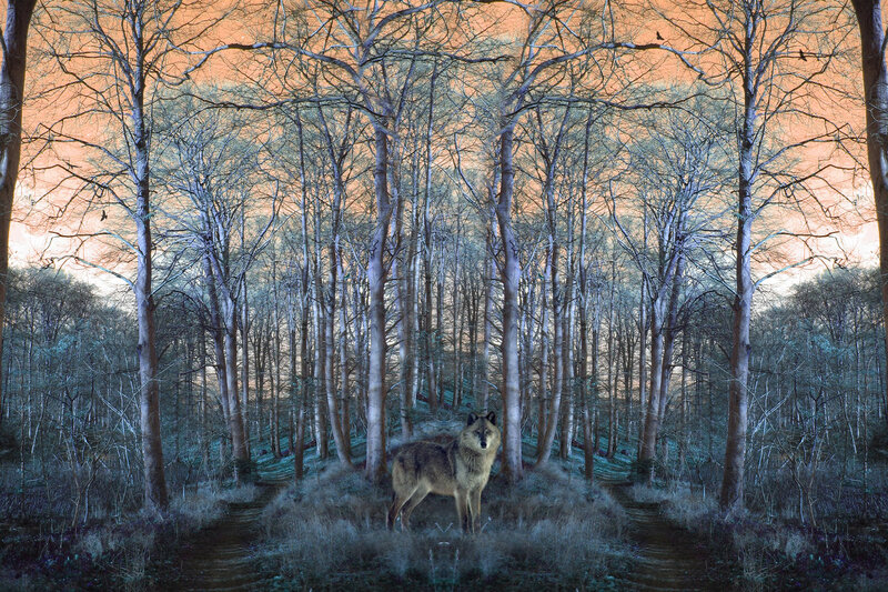 Wolf in Forest — Orange