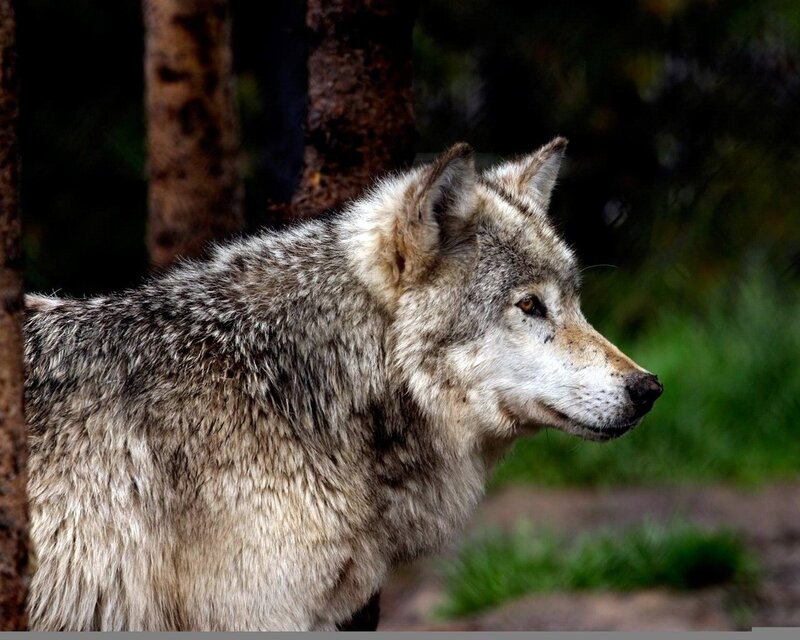 wolf in forest profile
