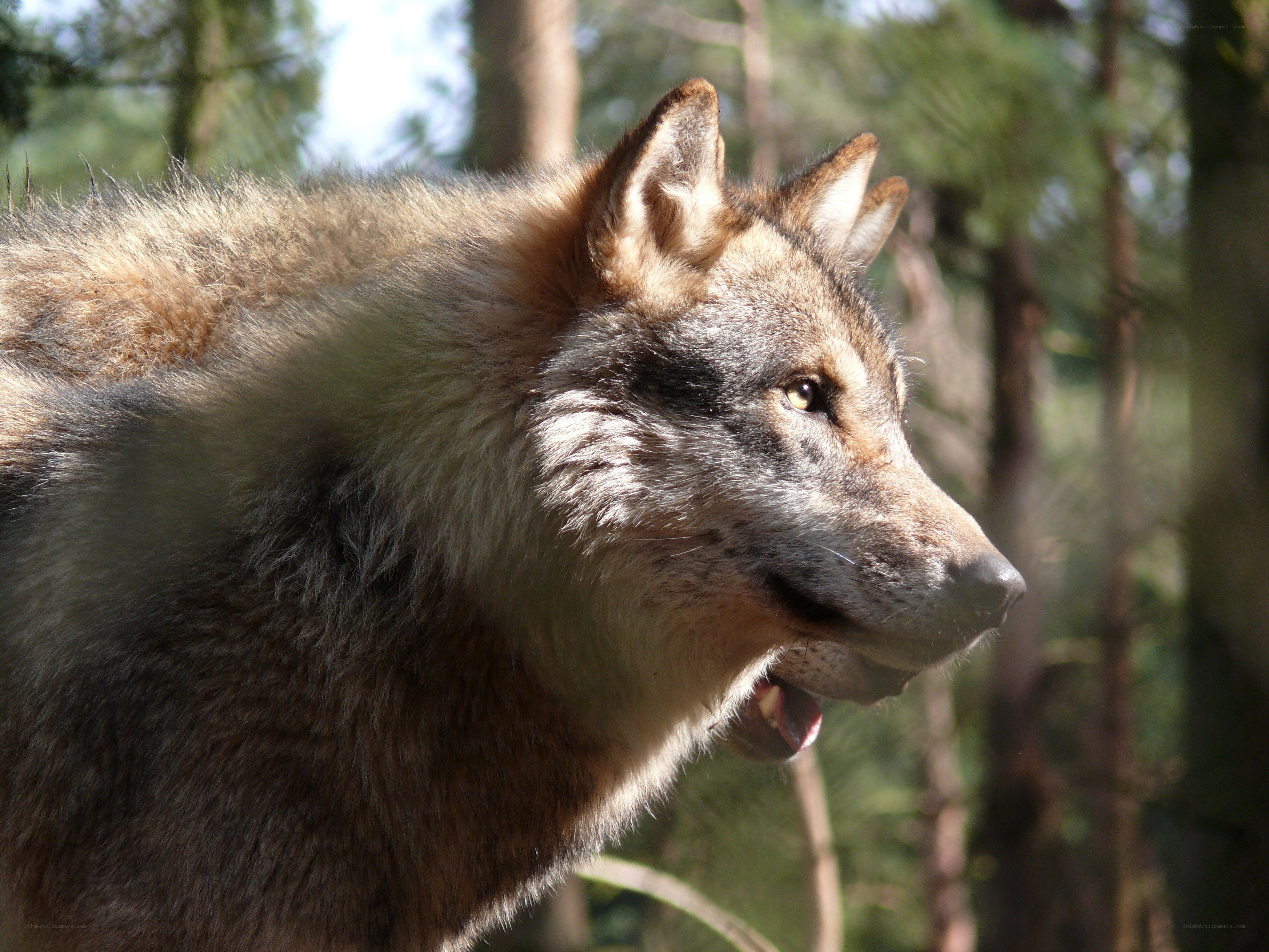 wolf in forest profile