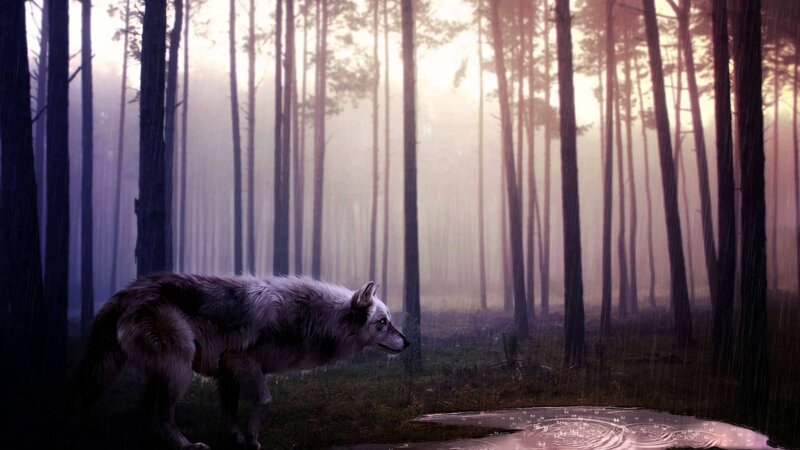Wolf in Forest — Purple, Dramatic, Sunset