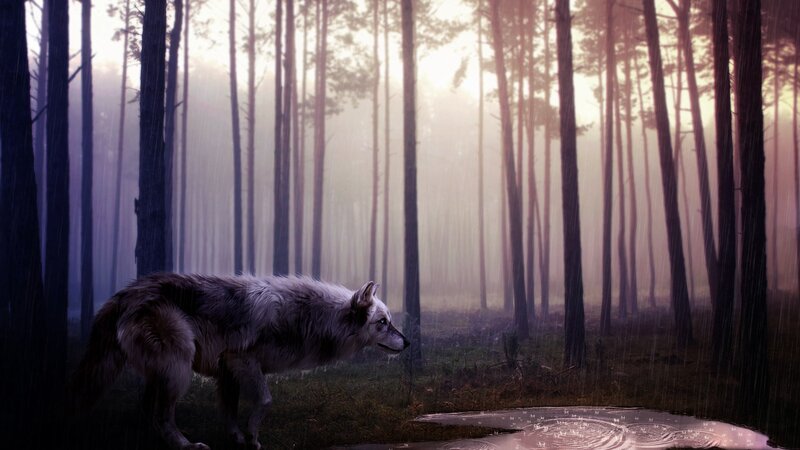 Wolf in Forest — Purple, Moody