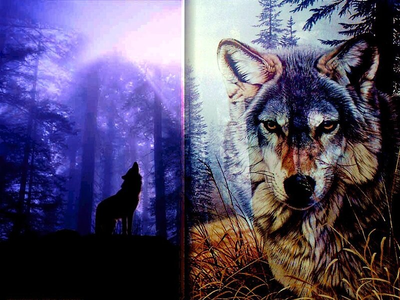 wolf in forest scene