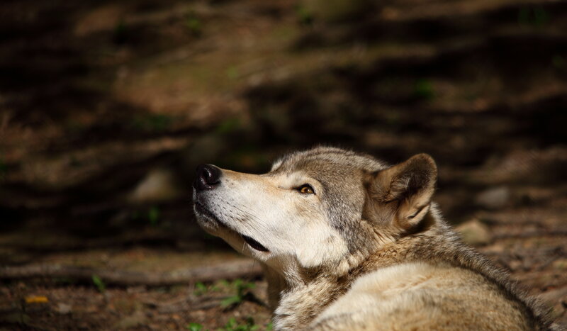 wolf in forest sunlight