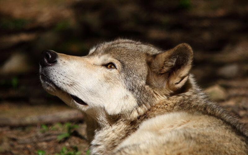 wolf in forest sunlight