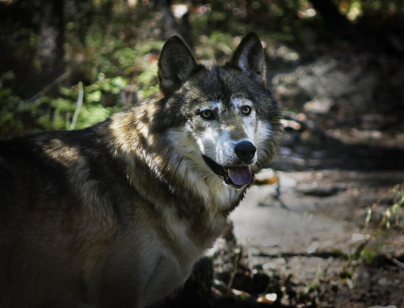 wolf in forest sunlight