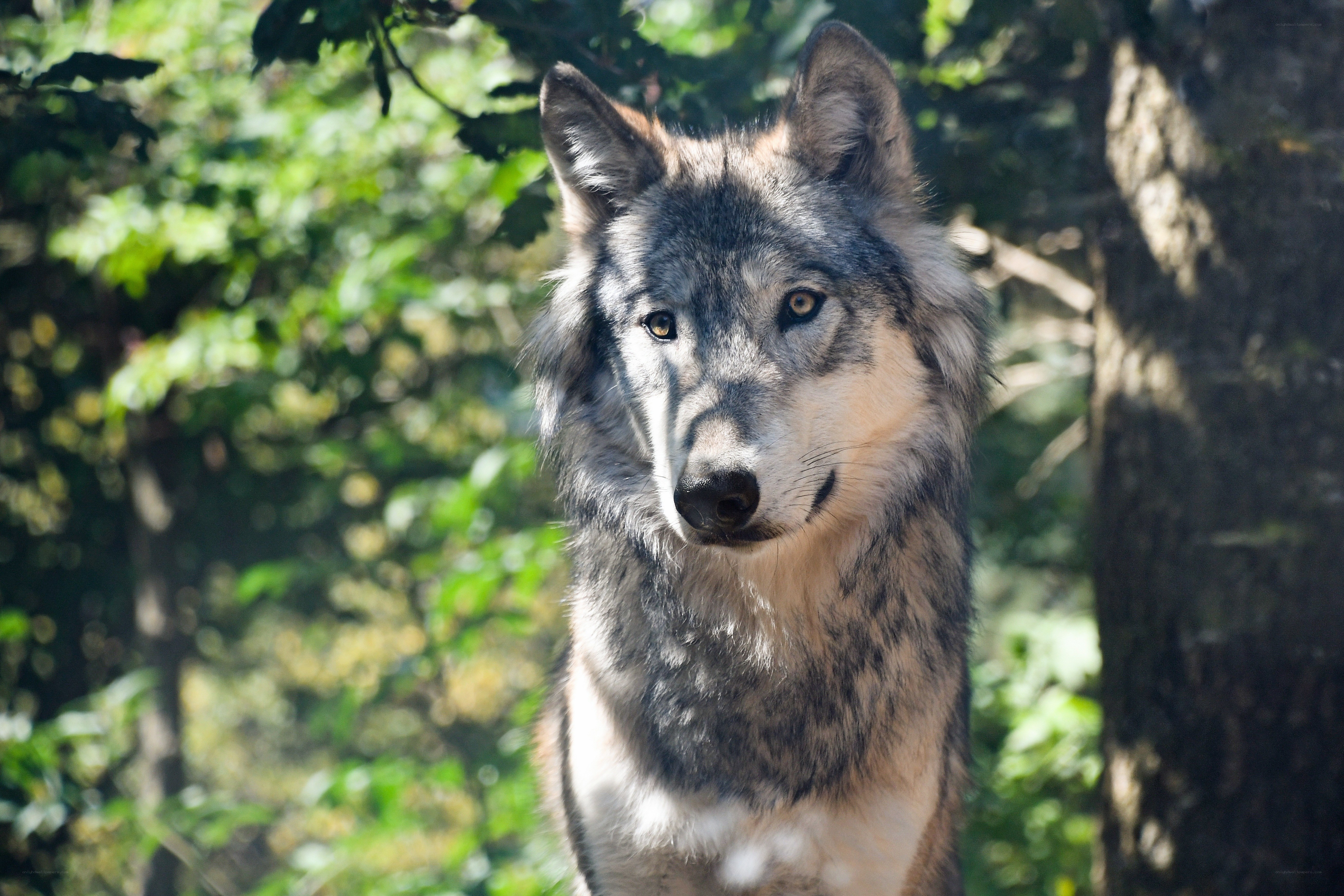 wolf in forest sunlight