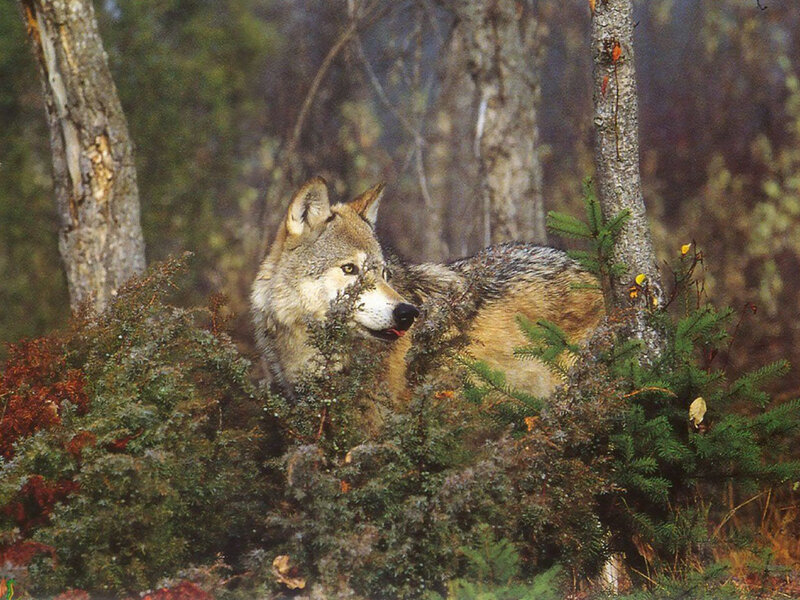 wolf in forest undergrowth