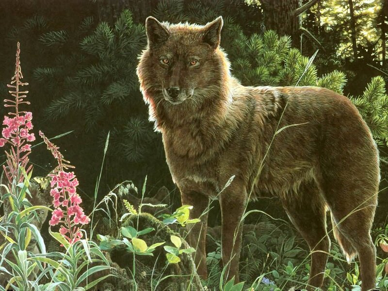 wolf in forest with flowers