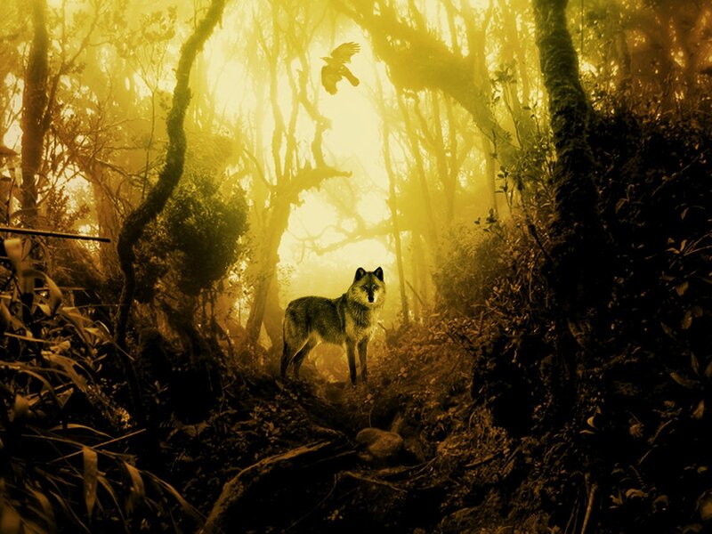 Wolf in Forest — Yellow, Mysterious