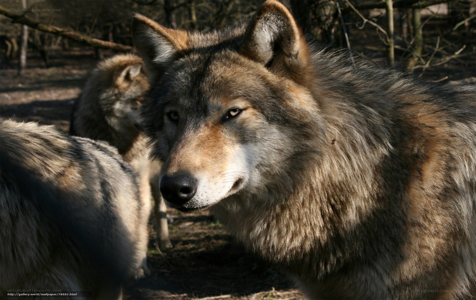 wolf in forest