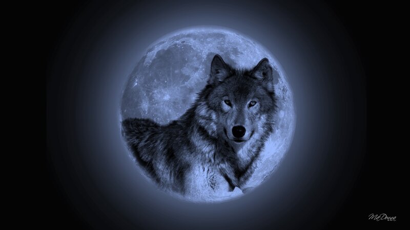 Wolf in Front of Moon — Blue