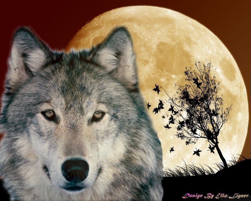 Wolf in Front of Moon — Gray, Dramatic
