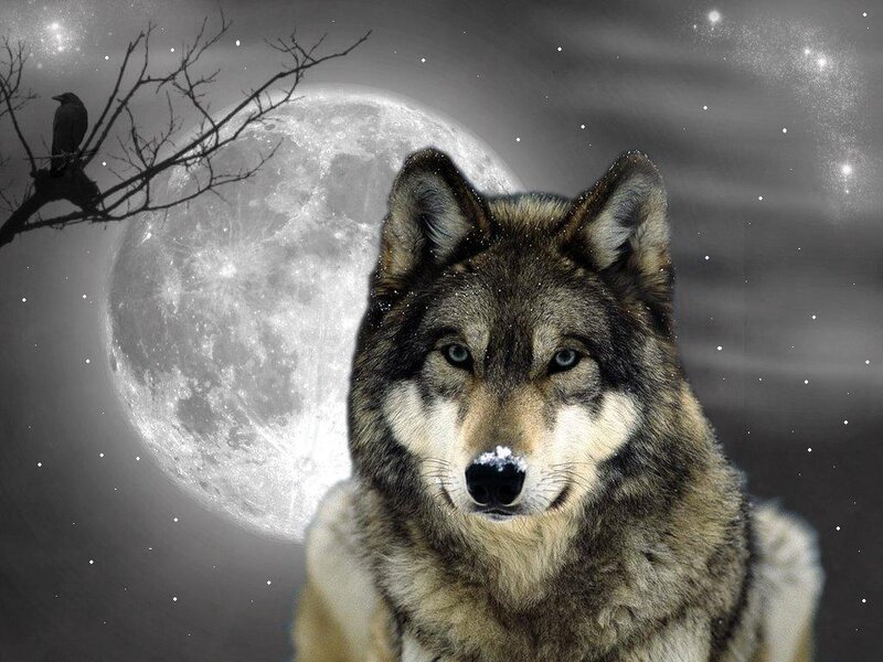 Wolf in Front of Moon — Gray