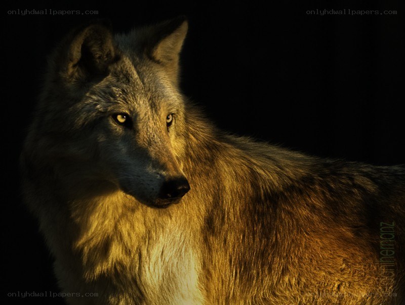 wolf in golden light