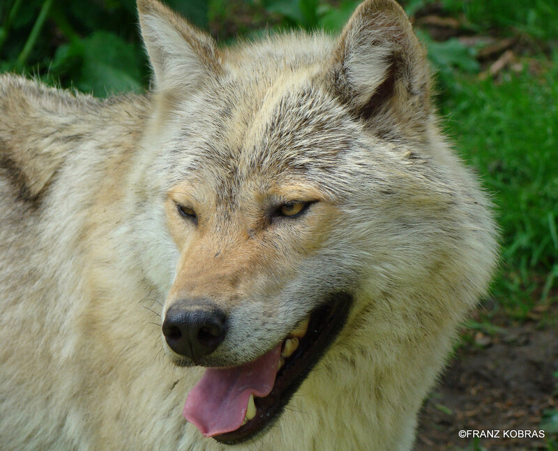 Wolf in Grass — Beige