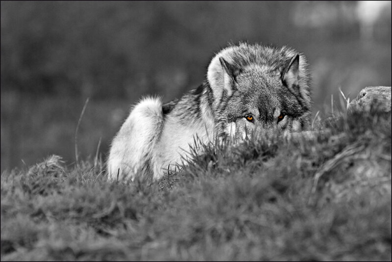 Wolf in Grass — Black