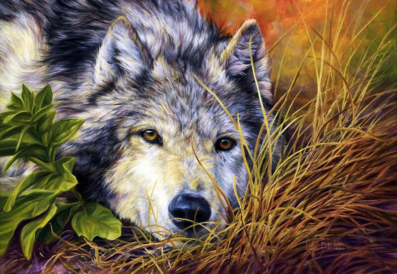 Wolf in Grass — Brown, Calm