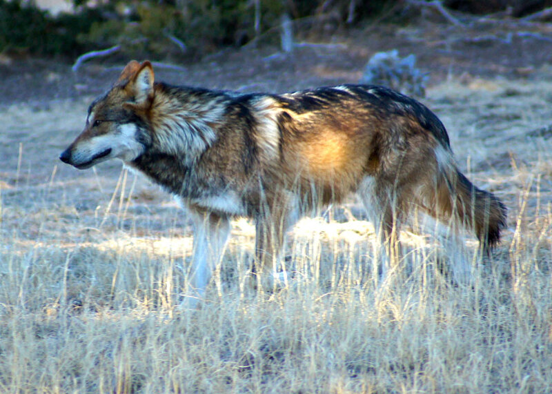 Wolf in Grass — Brown, Natural