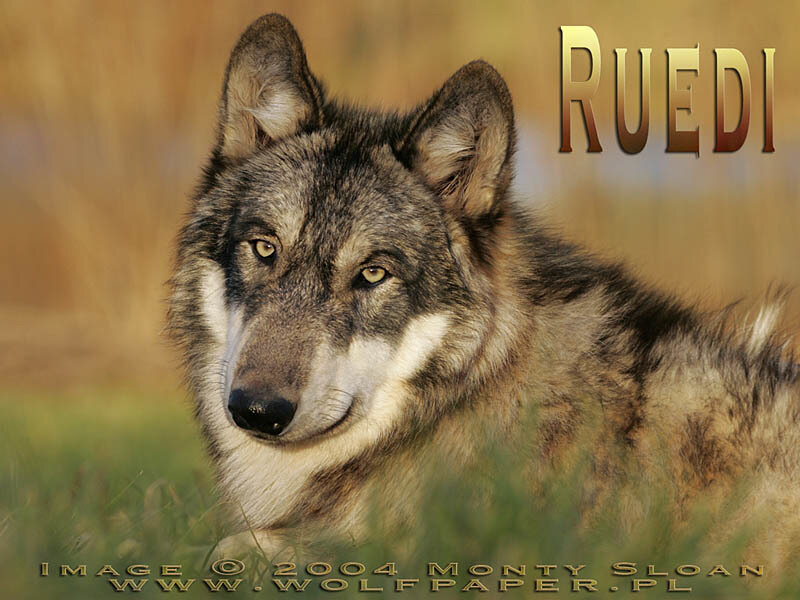 Wolf in Grass — Brown