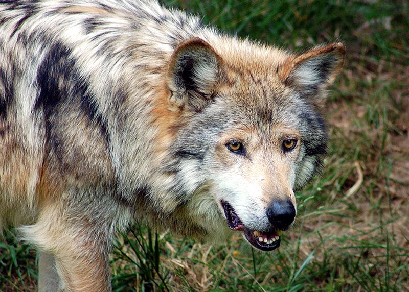 Wolf in Grass — Gray, Alert