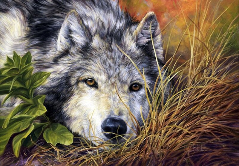 Wolf in Grass — Gray, Calm, Autumn